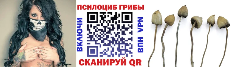 цена   Инсар  Галлюциногенные грибы Cubensis 